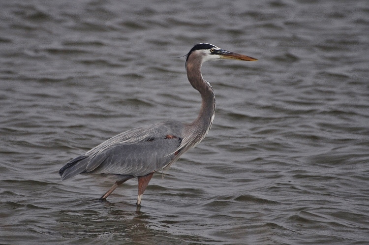 great blue heron